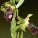 orchidées Ophrys provincialis