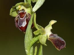 orchidées Ophrys provincialis